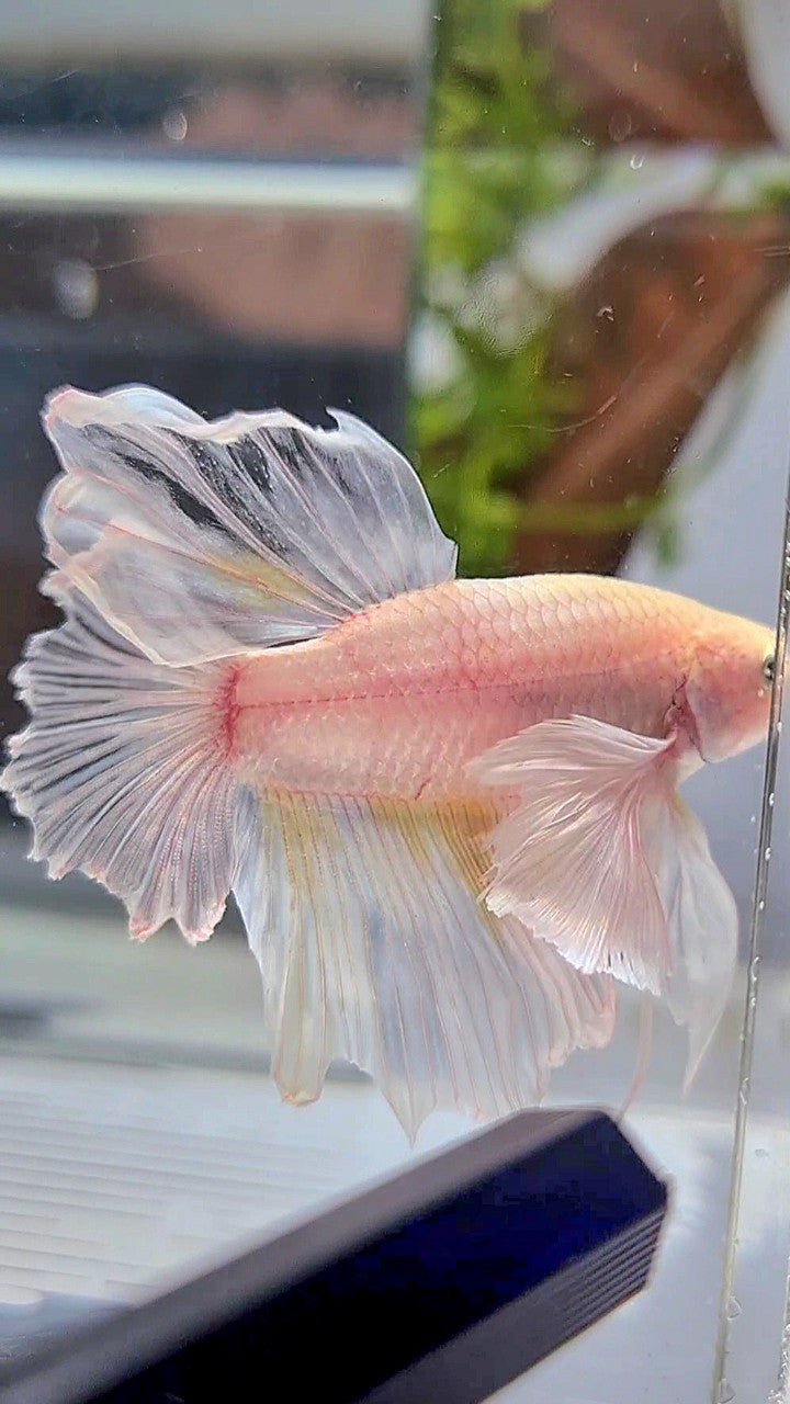 HALFMOON SUPER DUMBO EAR WHITE BETTA FISH
