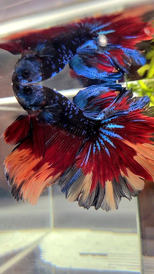 XL HALFMOON ROSETAIL BLACK GALAXY BLUE AVATAR NEMO PATTERN VARIATION BETTA FISH