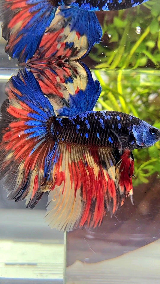 XL HALFMOON ROSETAIL BLACK GALAXY BLUE AVATAR MASKING ORANGE YELLOW VARIATION BETTA FISH