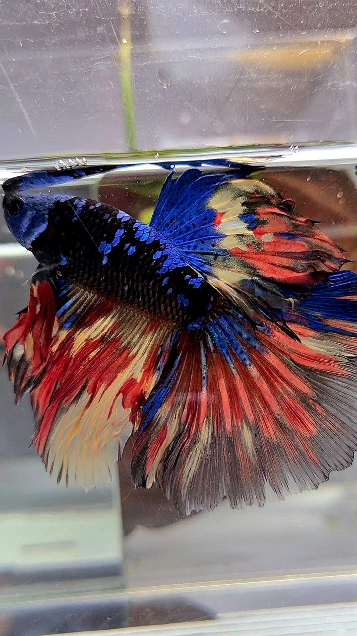 XL HALFMOON ROSETAIL BLACK GALAXY BLUE AVATAR MASKING ORANGE YELLOW VARIATION BETTA FISH