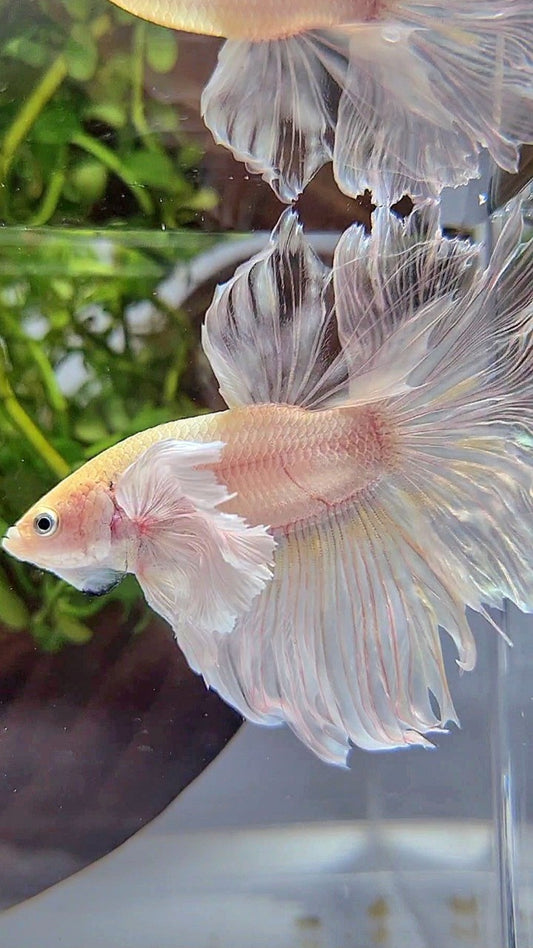 HALFMOON DUMBO EAR ROSETAIL WHITE PLATINUM YELLOW WASH BETTA FISH