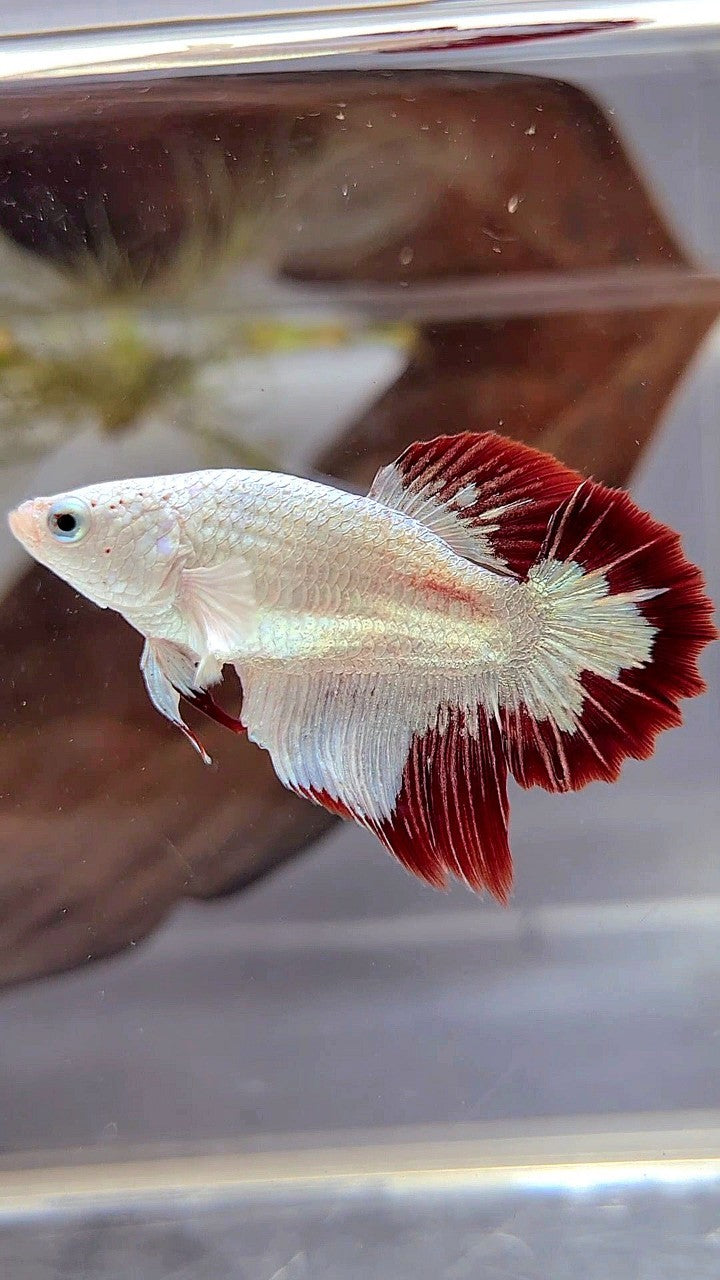 FEMALE HALFMOON SNOW WHITE RED PATTERN LINE TUXEDO BETTA FISH