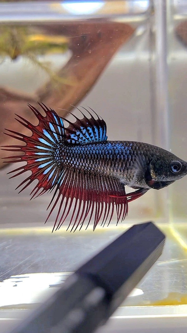 Black Betta Blue Female Crowntail Betta FEMALE KING CROWNTAIL