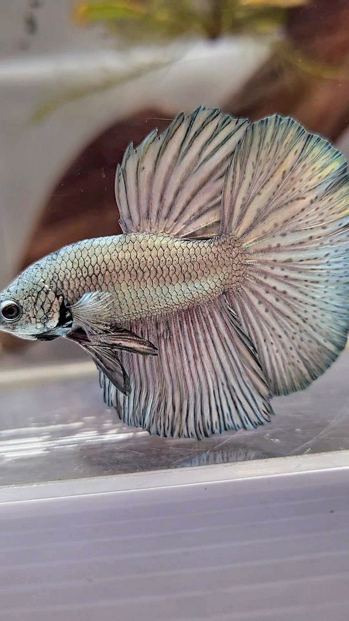 HALFMOON ROSETAIL SUPER COPPER LIGHT BETTA FISH