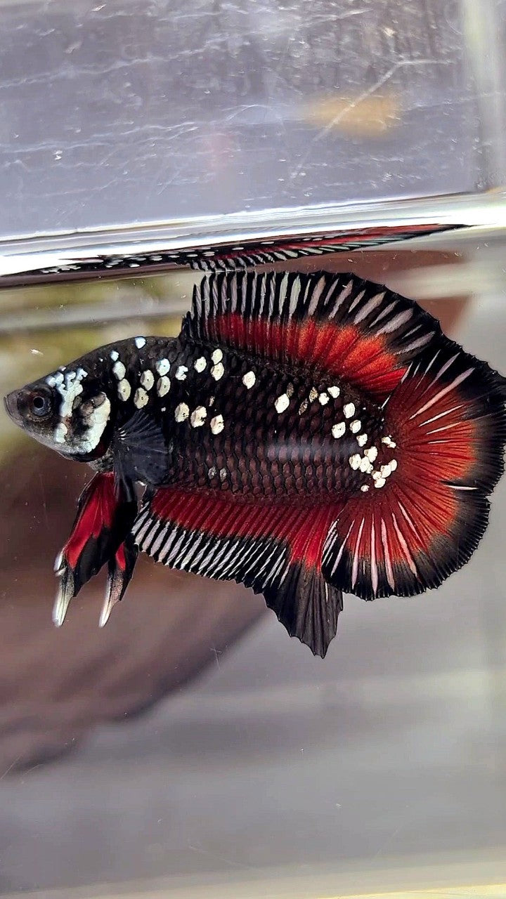 PAIR PLAKAT DOUBLE TAIL WHITE GALAXY BLACK MAMBA SNOW VAMPIRE BETTA FISH