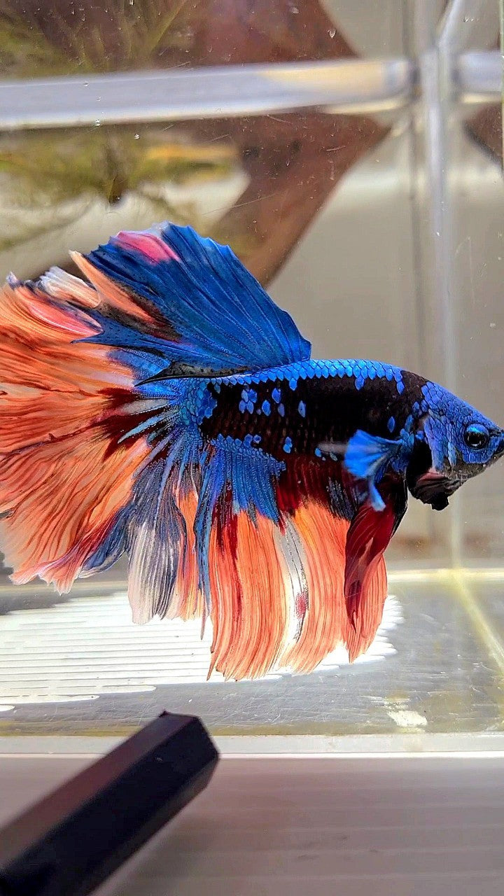 XL HALFMOON ROSETAIL BLACK GALAXY AVATAR BLUE ORANGE VARIATION BETTA FISH