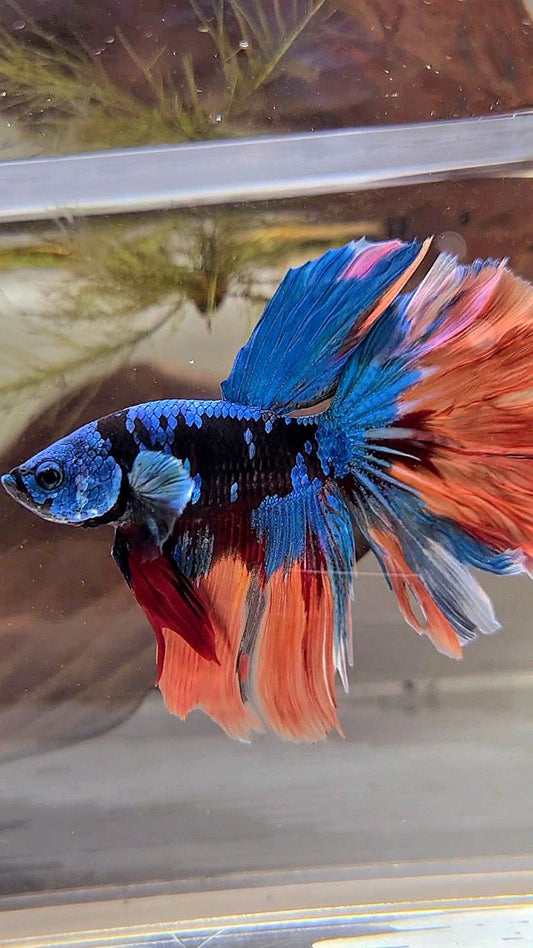 XL HALFMOON ROSETAIL BLACK GALAXY AVATAR BLUE ORANGE VARIATION BETTA FISH