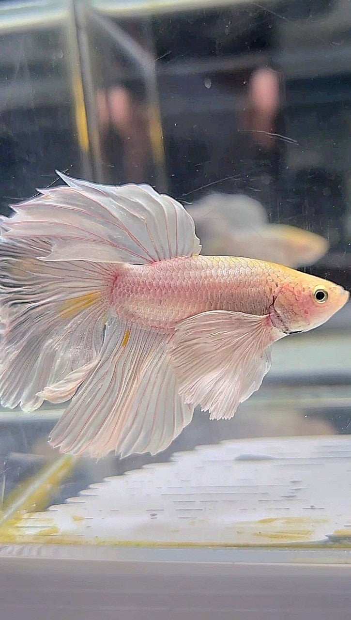 XL HALFMOON SUPER DUMBO EAR WHITE PLATINUM BETTA FISH