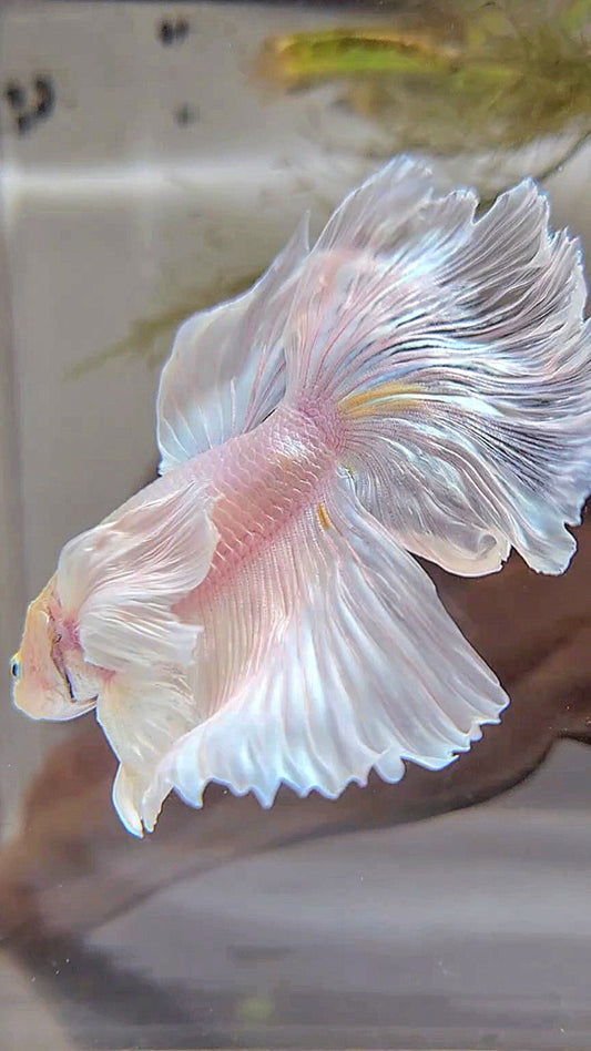XL HALFMOON SUPER DUMBO EAR WHITE PLATINUM BETTA FISH
