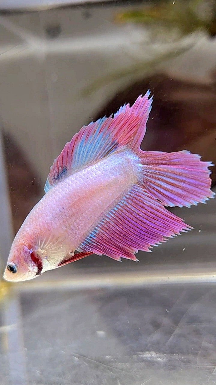 Veiltail orders betta female