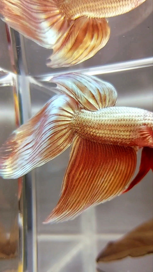 XL VEILTAIL SUPER ROSEGOLD BETTA FISH