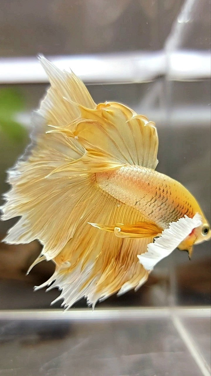 HALFMOON SUPER DUMBO EAR GOLDEN 24 KARAT BETTA FISH