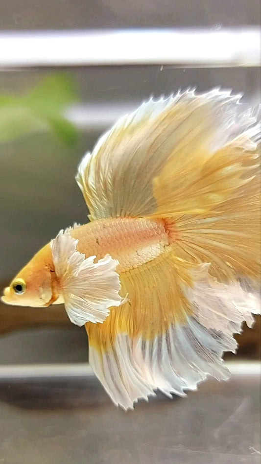 HALFMOON SUPER DUMBO EAR ROSETAIL GOLDEN BUTTERFLY BETTA FISH