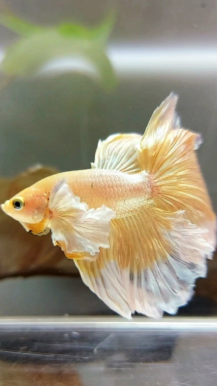 HALFMOON SUPER DUMBO EAR ROSETAIL GOLDEN BUTTERFLY BETTA FISH