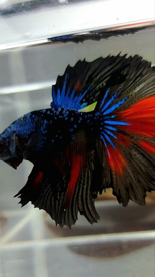 HALFMOON BLACK STAR GALAXY BLUE AVATAR GLITTER BETTA FISH