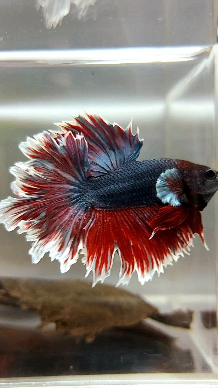 HALBMONDFEDERSCHWANZ DUNKELLILA BETTA-FISCH