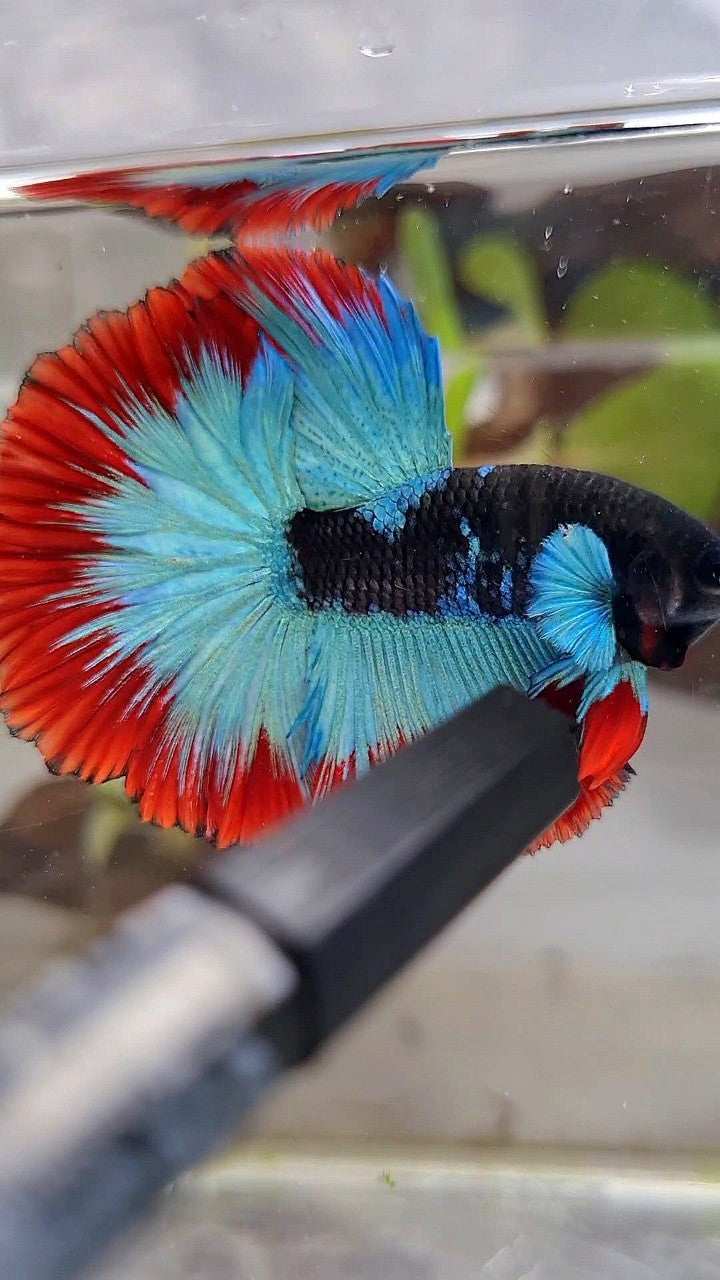 LUXURY HALFMOON ROSETAIL BIG BLUE EAR BLACK BLUE FROZEN RED BUTTERFLY BETTA FISH