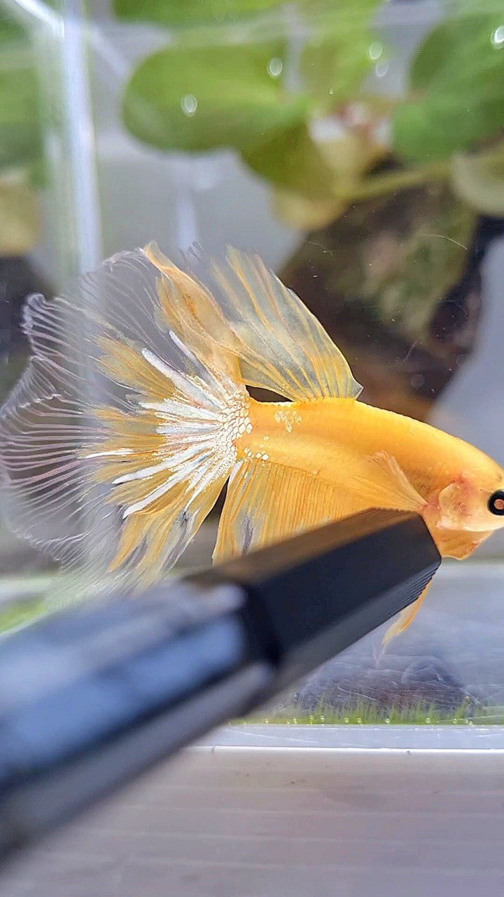 HALFMOON YELLOW HELLBOY BETTA FISH
