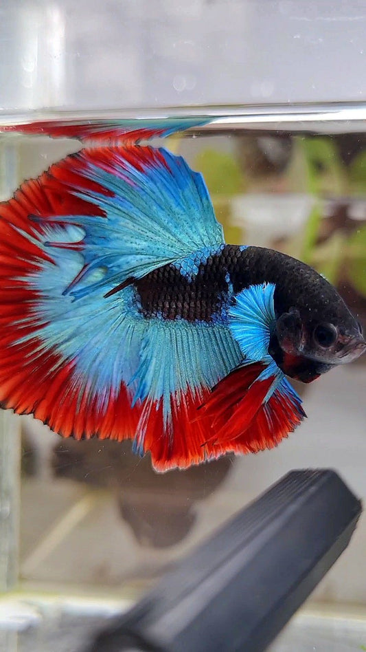 LUXURY HALFMOON ROSETAIL BIG BLUE EAR BLACK BLUE FROZEN RED BUTTERFLY BETTA FISH