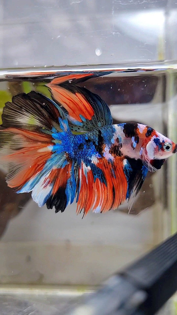 HALFMOON ROSETAIL BLUE GALAXY NEMO MULTICOLOR BETTA FISH