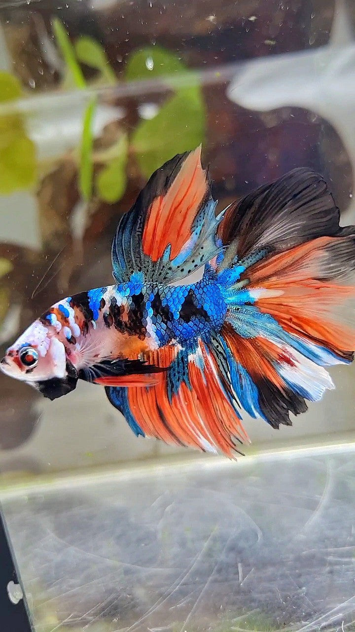 HALFMOON ROSETAIL BLUE GALAXY NEMO MULTICOLOR BETTA FISH
