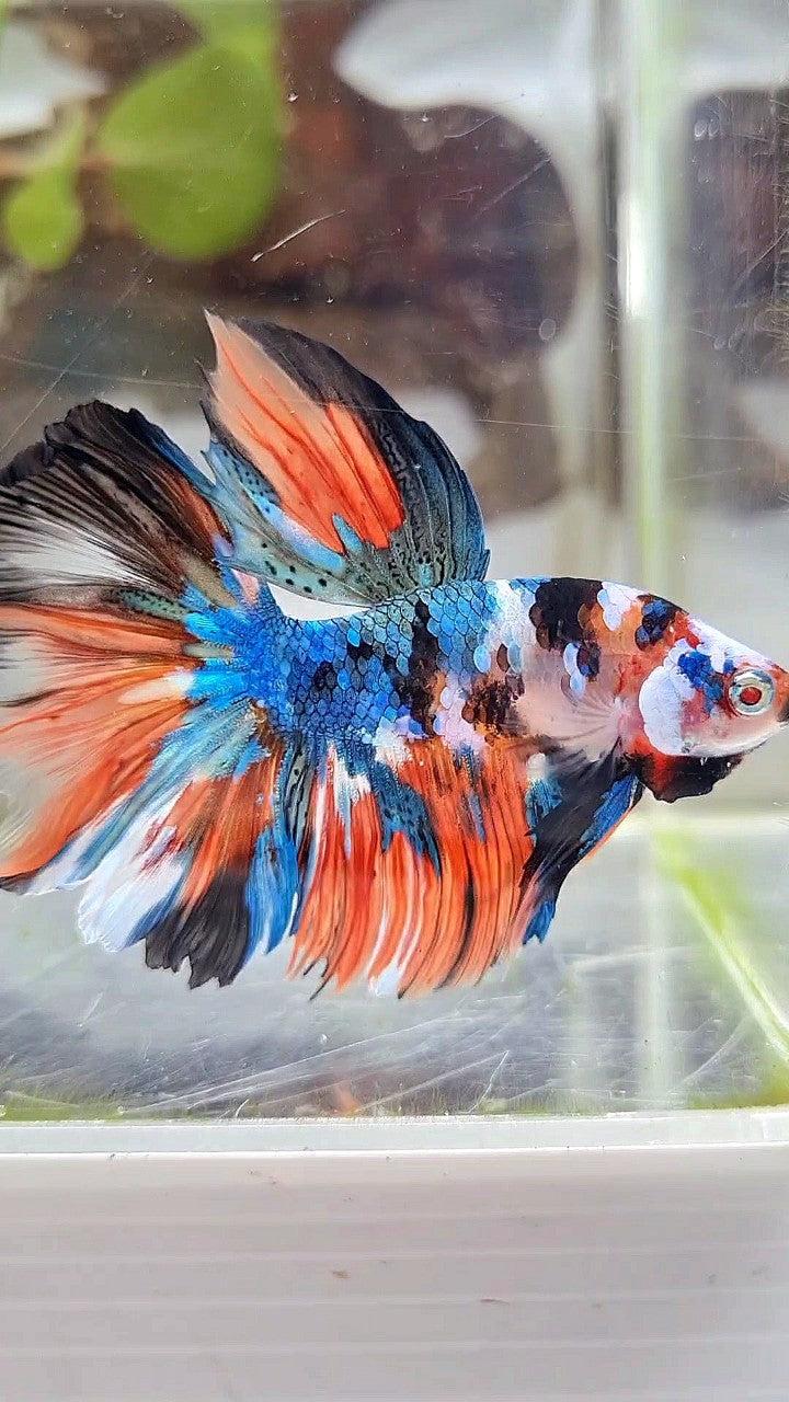HALFMOON ROSETAIL BLUE GALAXY NEMO MULTICOLOR BETTA FISH