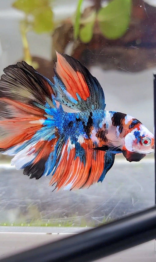 HALFMOON ROSETAIL BLUE GALAXY NEMO MULTICOLOR BETTA FISH
