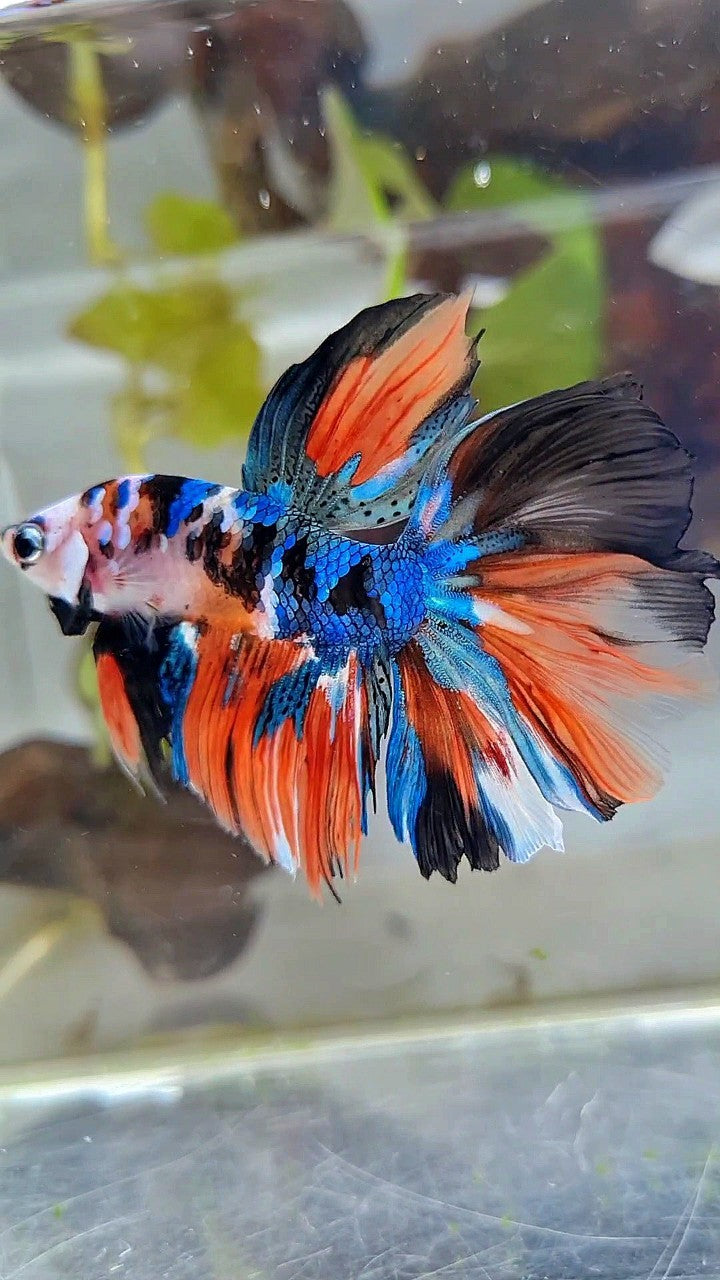 HALFMOON ROSETAIL BLUE GALAXY NEMO MULTICOLOR BETTA FISH