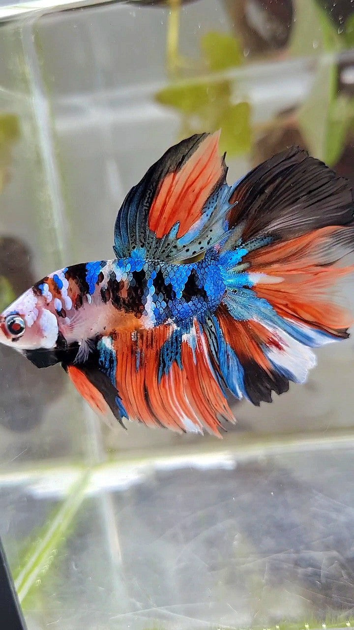 HALFMOON ROSETAIL BLUE GALAXY NEMO MULTICOLOR BETTA FISH