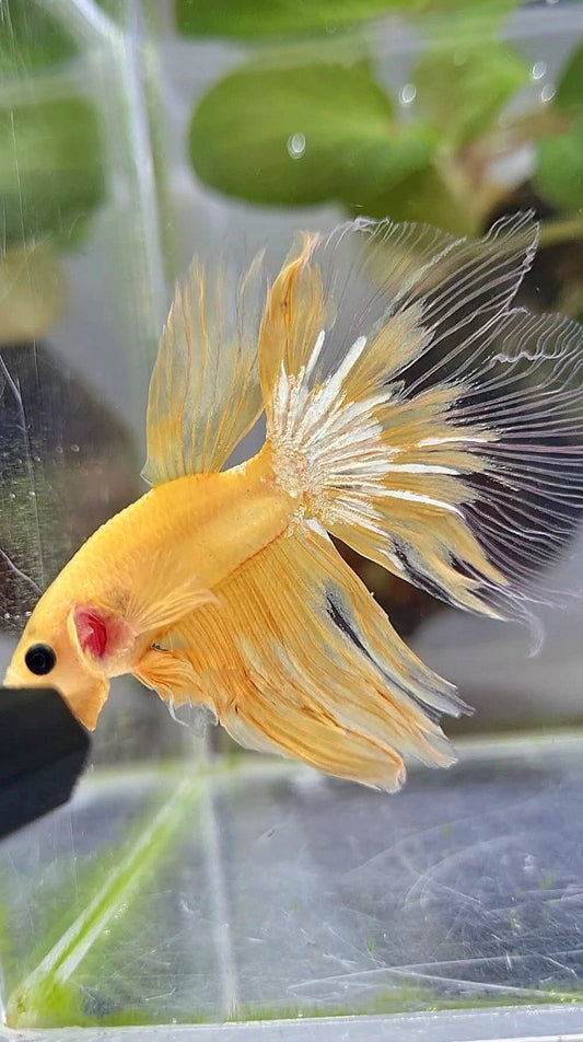 HALFMOON YELLOW HELLBOY BETTA FISH