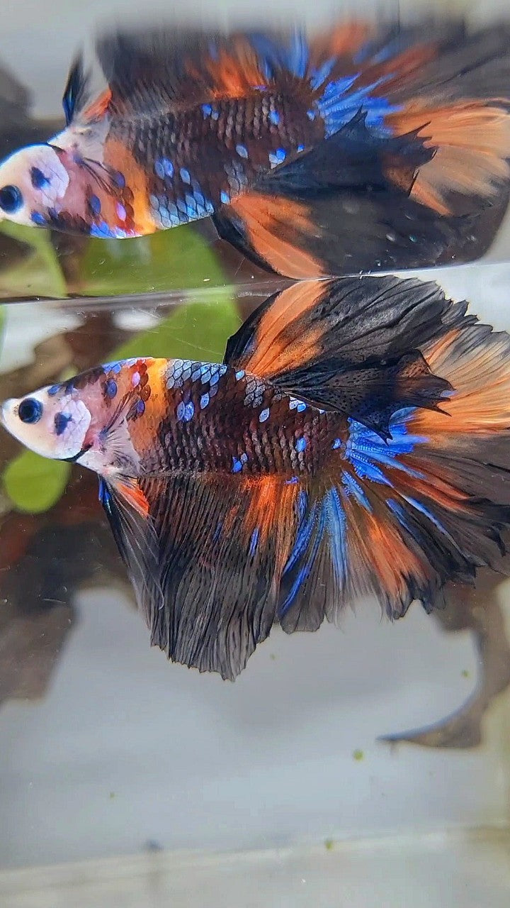 HALFMOON ROSETAIL BLACK KOI GALAXY NEMO MULTICOLOR BETTA FISH