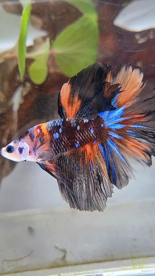 HALFMOON ROSETAIL BLACK KOI GALAXY NEMO MULTICOLOR BETTA FISH