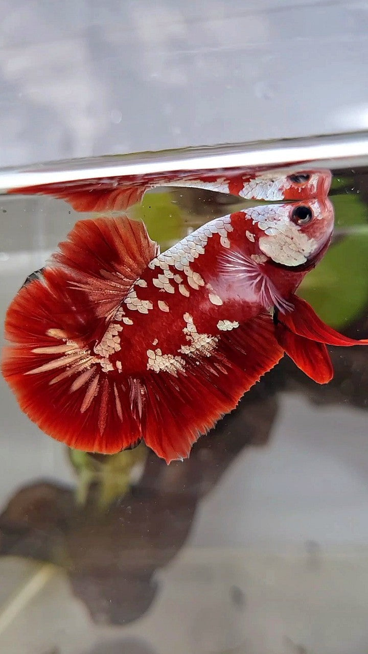 PLAKAT RED GOLD GALAXY SNOW RGG BETTA FISH