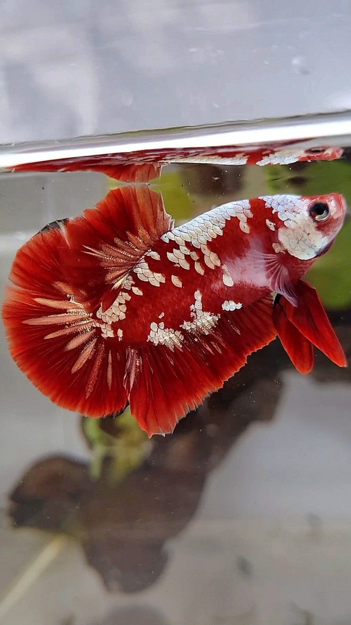 PLAKAT RED GOLD GALAXY SNOW RGG BETTA FISH