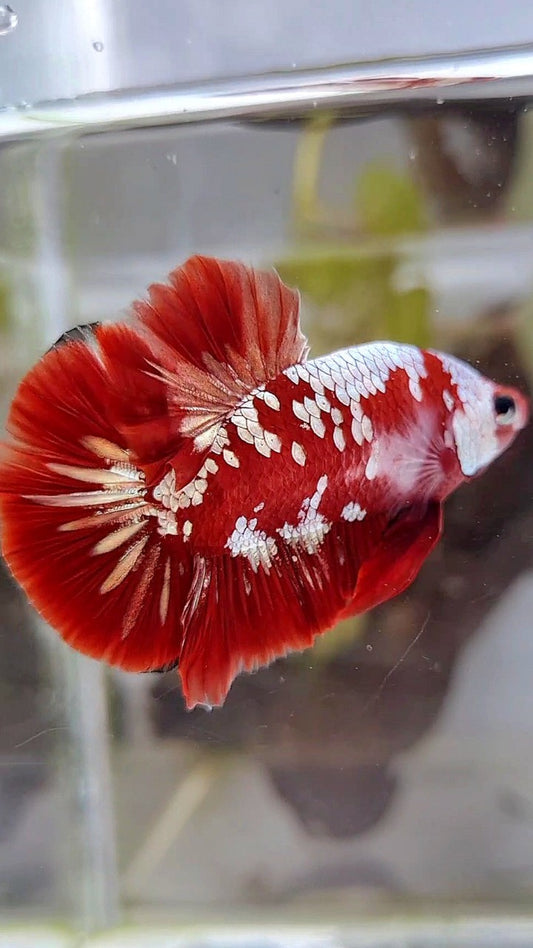 PLAKAT RED GOLD GALAXY SNOW RGG BETTA FISH