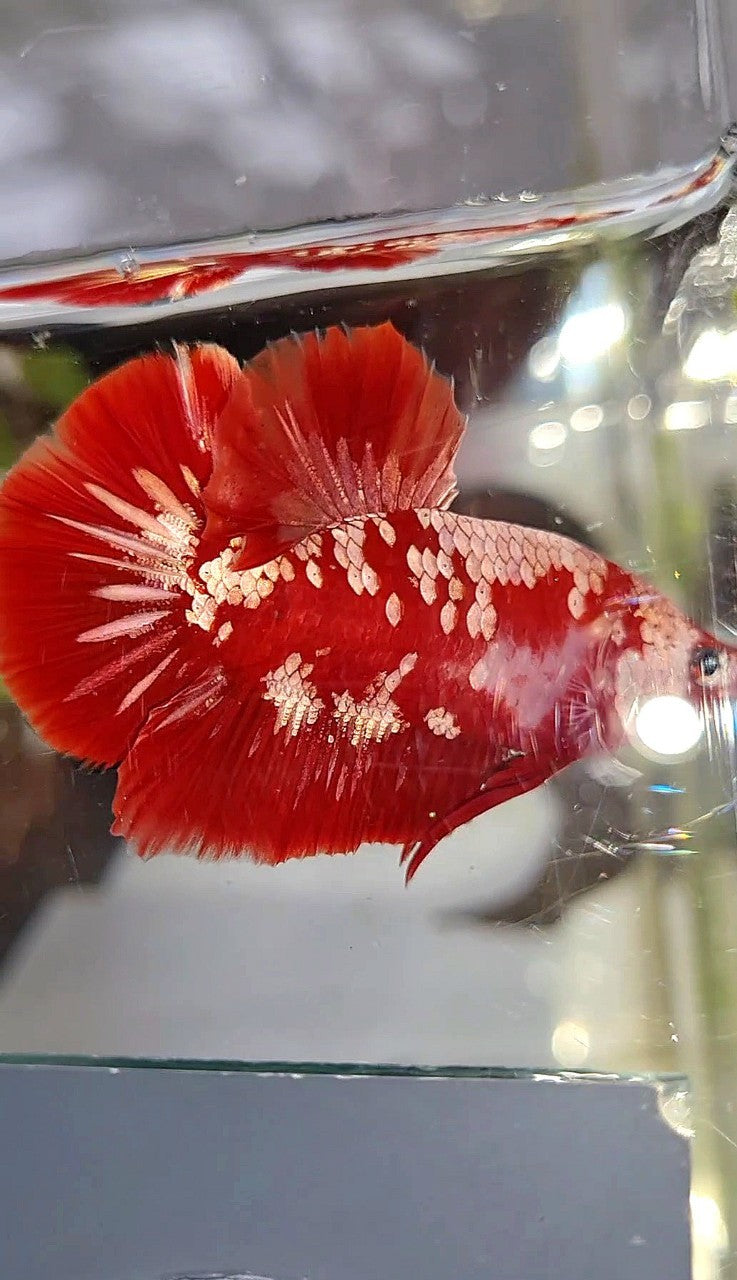 PLAKAT RED GOLD GALAXY SNOW RGG BETTA FISH