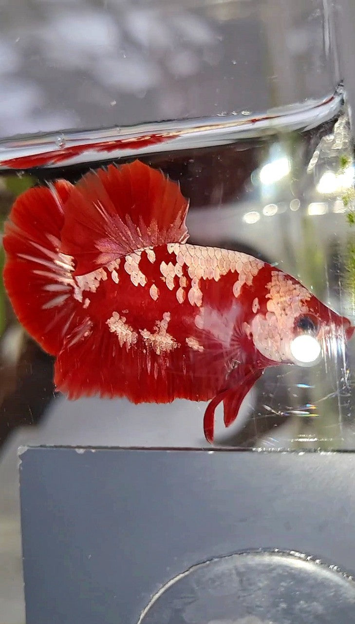 PLAKAT RED GOLD GALAXY SNOW RGG BETTA FISH