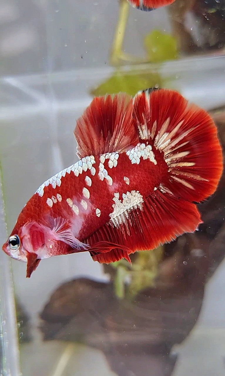 PLAKAT RED GOLD GALAXY SNOW RGG BETTA FISH