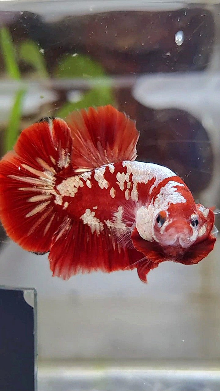 PLAKAT RED GOLD GALAXY SNOW RGG BETTA FISH – Rare Betta Fish Store