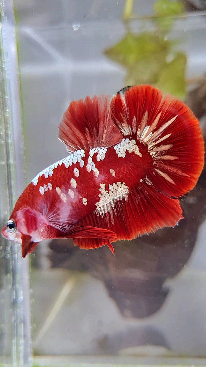 PLAKAT RED GOLD GALAXY SNOW RGG BETTA FISH