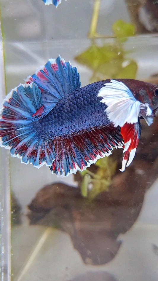 PLAKAT DUMBO EAR BLUE DARK GRAY BETTA FISH