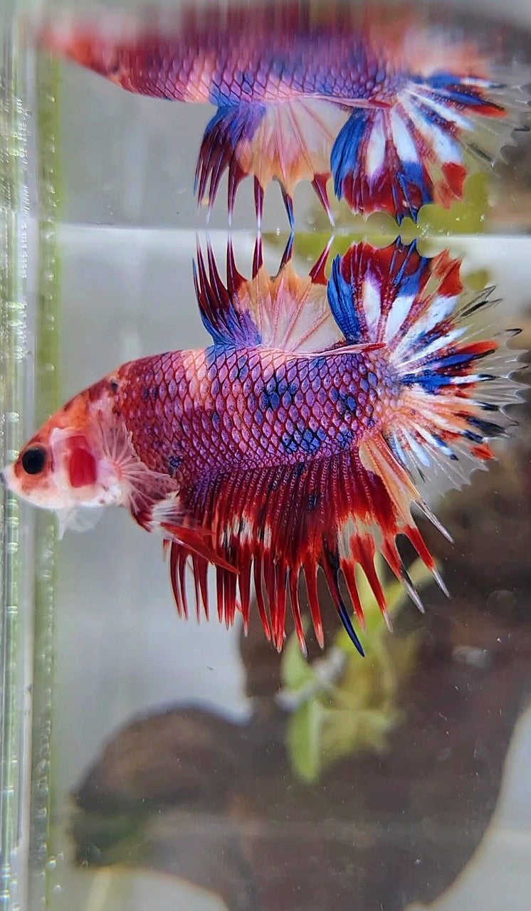 CROWNTAIL PLAKAT PURPLE CANDY MULTICOLOR BETTA FISH