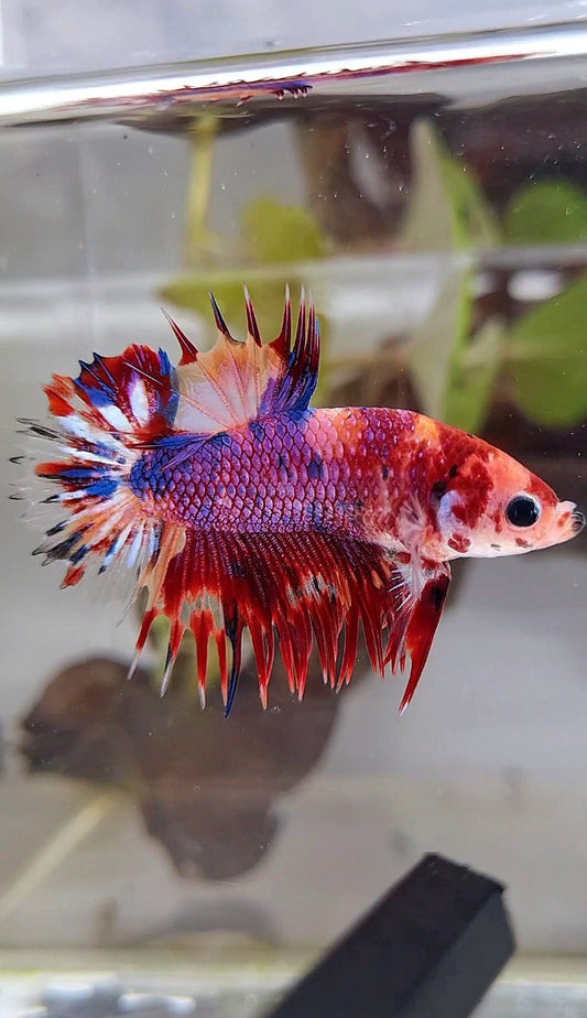 CROWNTAIL PLAKAT PURPLE CANDY MULTICOLOR BETTA FISH