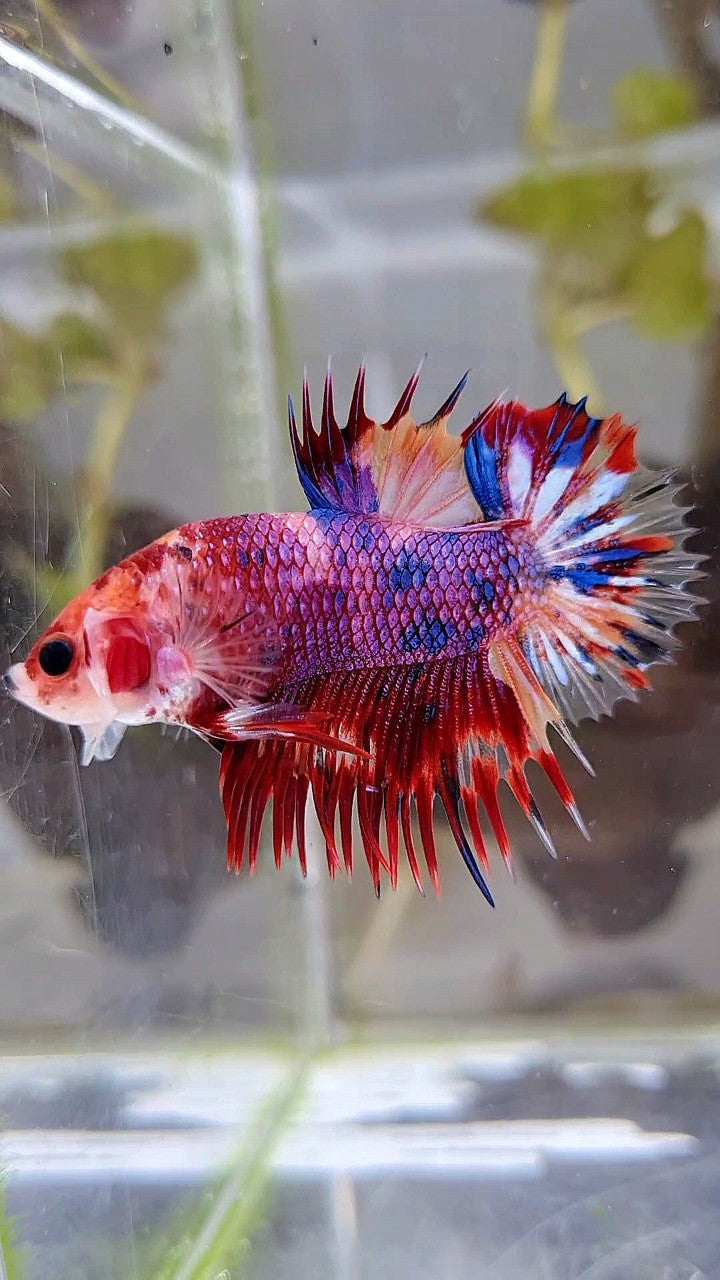 CROWNTAIL PLAKAT PURPLE CANDY MULTICOLOR BETTA FISH