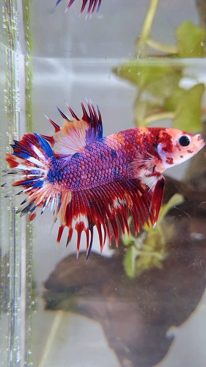 CROWNTAIL PLAKAT PURPLE CANDY MULTICOLOR BETTA FISH
