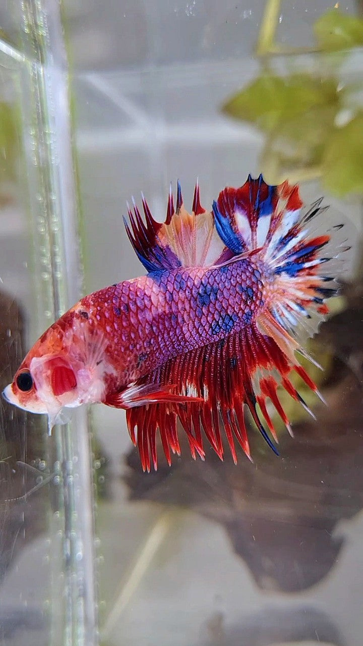 CROWNTAIL PLAKAT PURPLE CANDY MULTICOLOR BETTA FISH