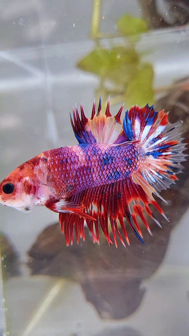 CROWNTAIL PLAKAT PURPLE CANDY MULTICOLOR BETTA FISH