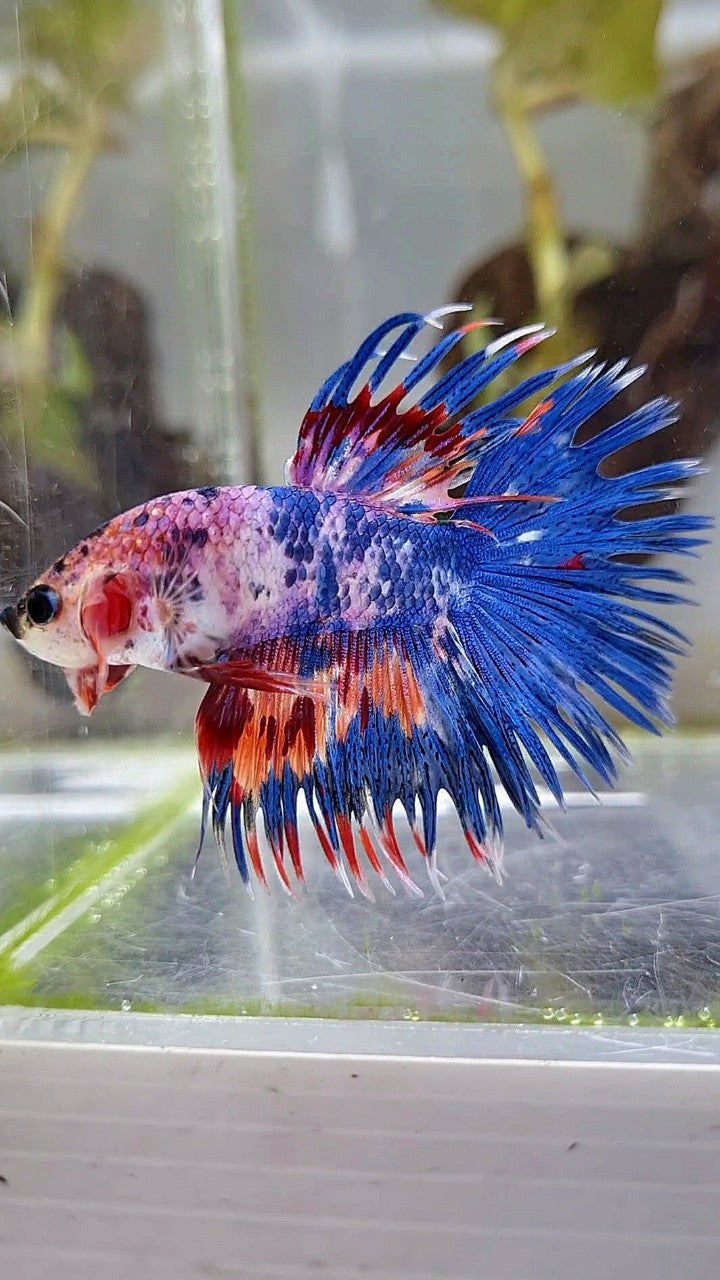 CROWNTAIL BLUE NEMO MULTICOLOR BETTA FISH