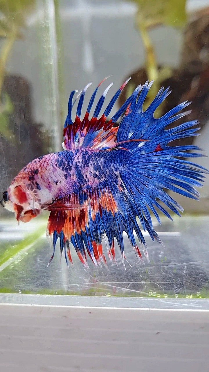 CROWNTAIL BLUE NEMO MULTICOLOR BETTA FISH