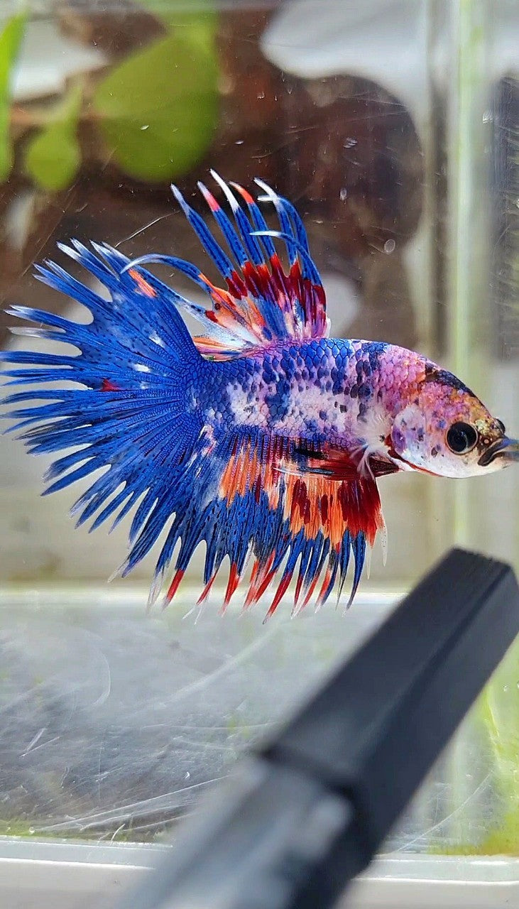 CROWNTAIL BLUE NEMO MULTICOLOR BETTA FISH